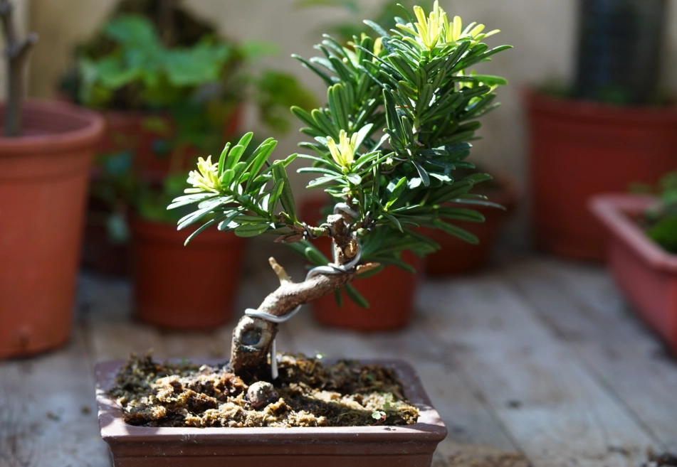 羅漢松新芽修剪