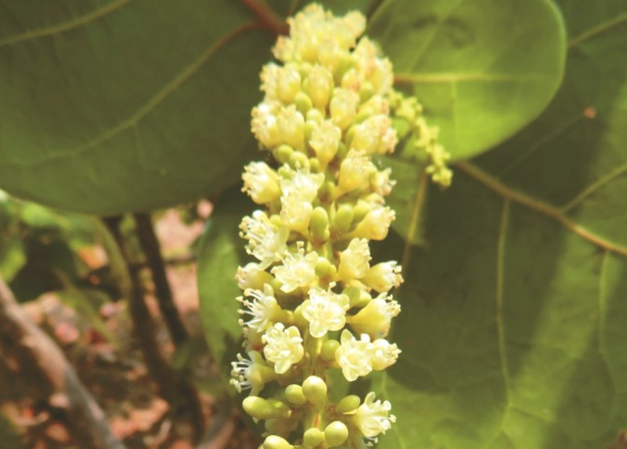 葡萄花授粉技巧 葡萄花授粉技巧