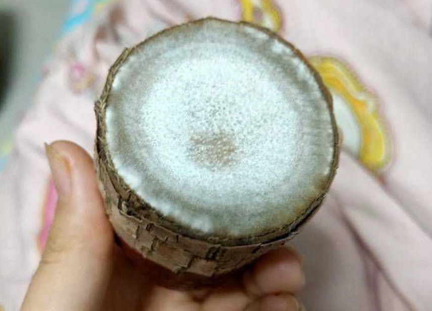 巴西木發霉處理 巴西木發霉處理