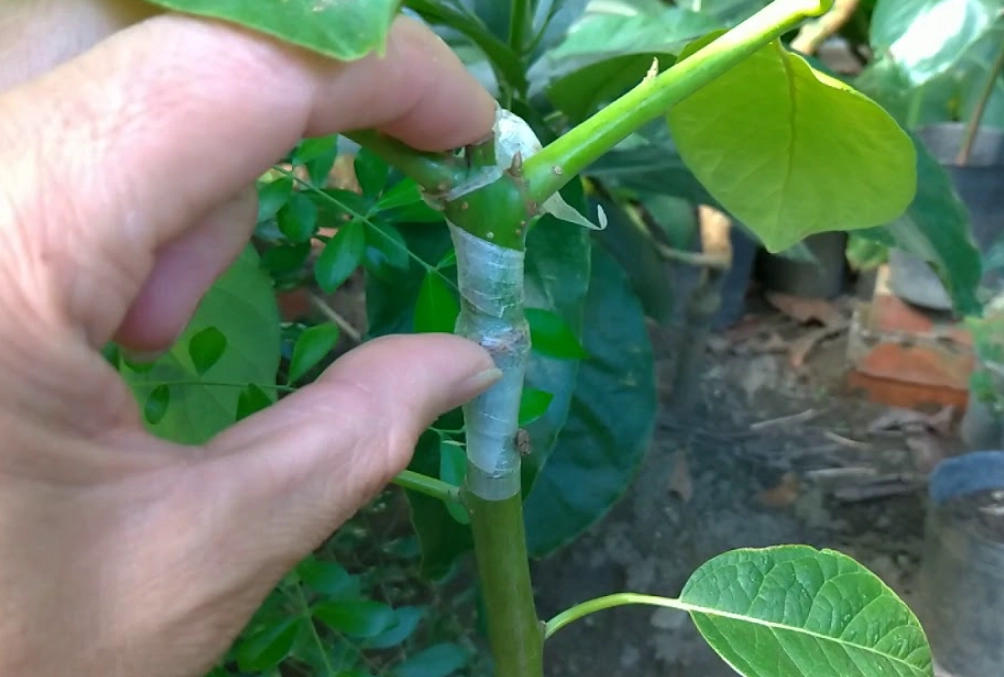 酪梨嫁接技巧 酪梨嫁接技巧