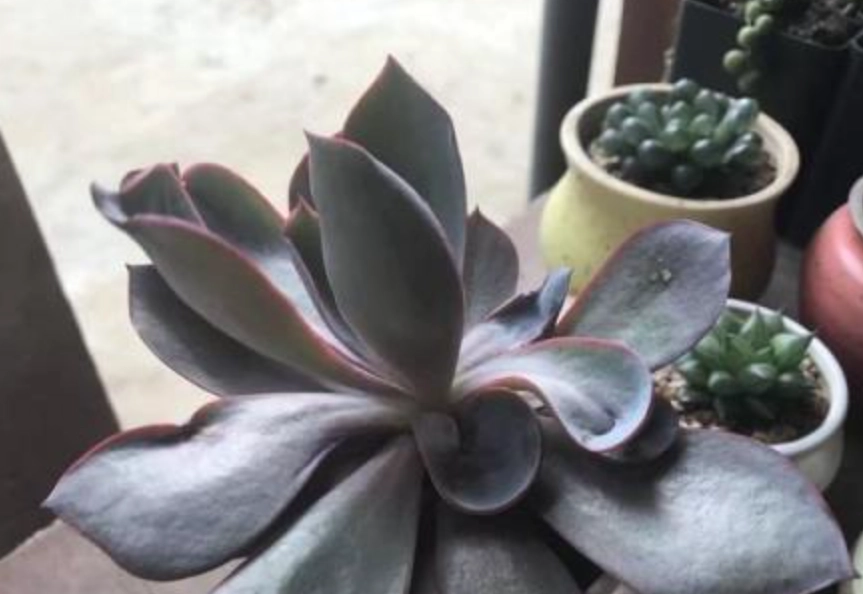 叶片变薄处理 叶片变薄处理