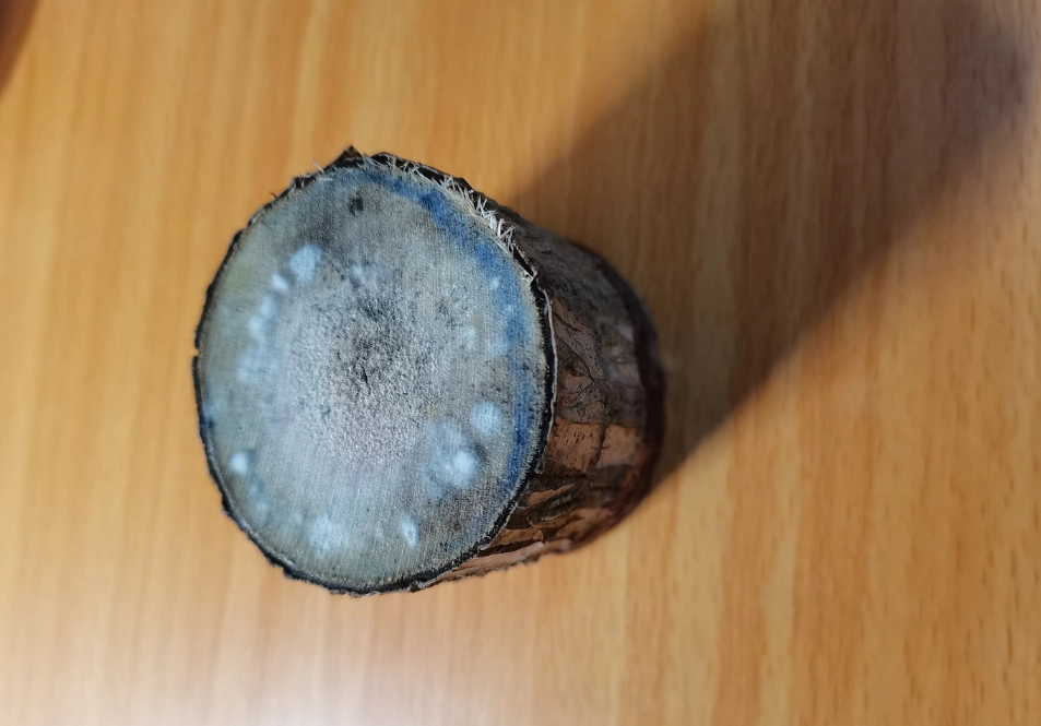 室內植物病害 室內植物病害