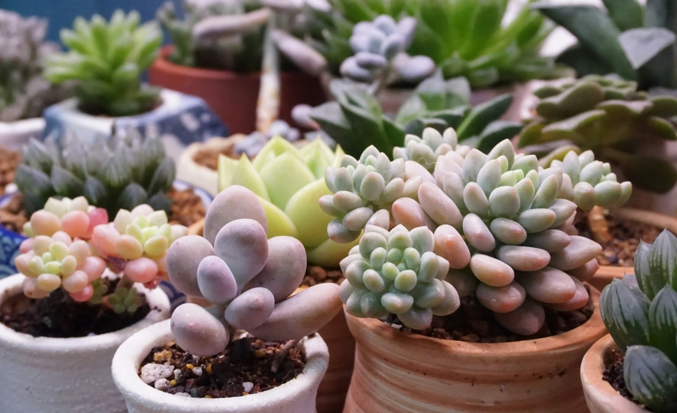 多肉植物養護 多肉植物養護