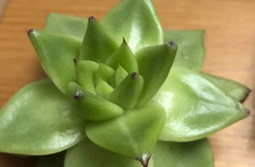 多肉植物 沒根 處理