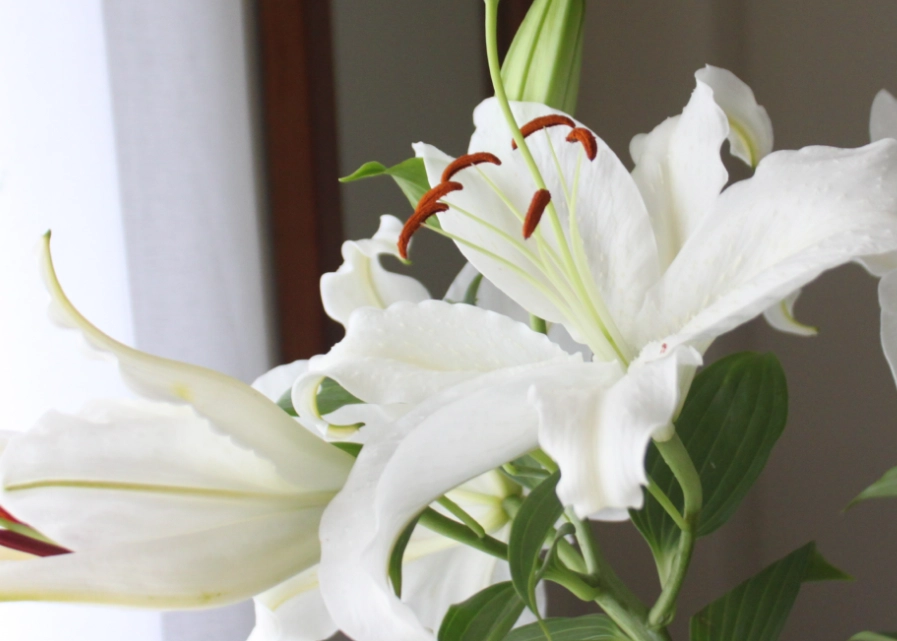 香水百合 有毒 香水百合 有毒