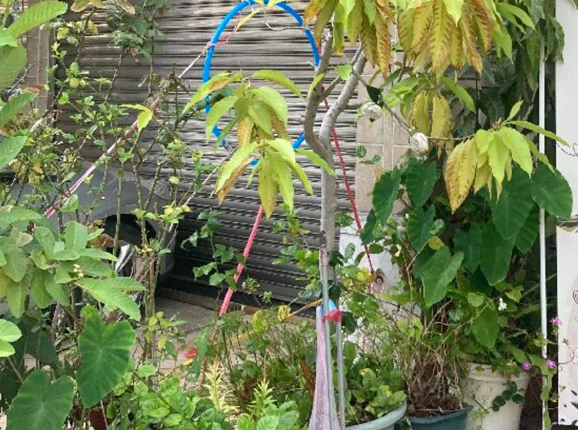 玉蘭花種植 玉蘭花種植