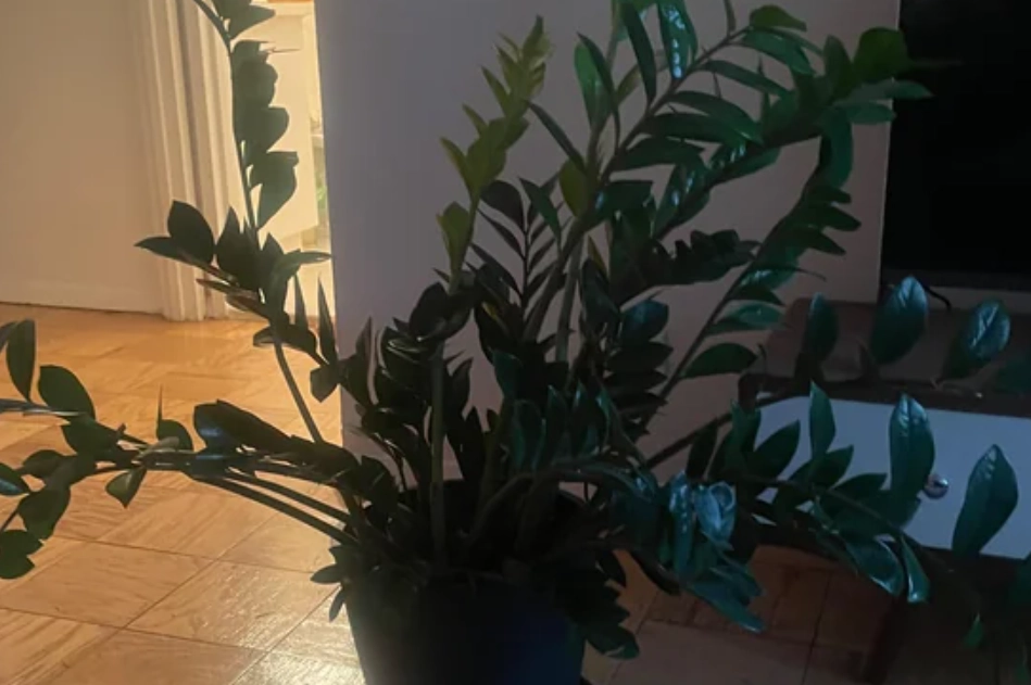 金錢樹長歪 金錢樹長歪