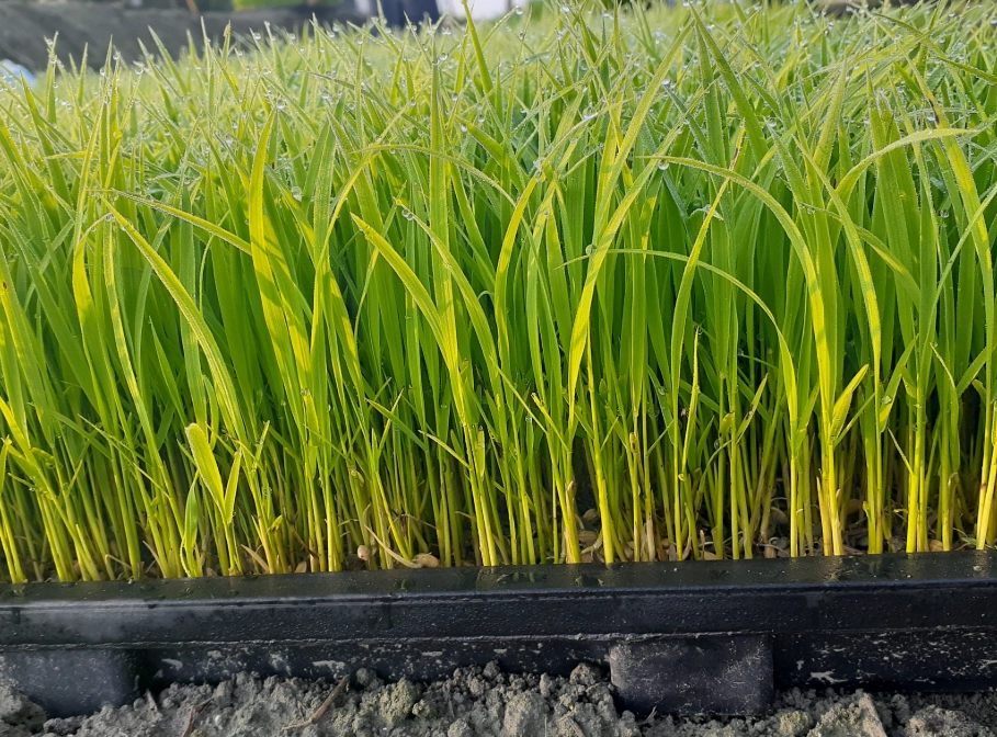 秧苗管理技巧 秧苗管理技巧