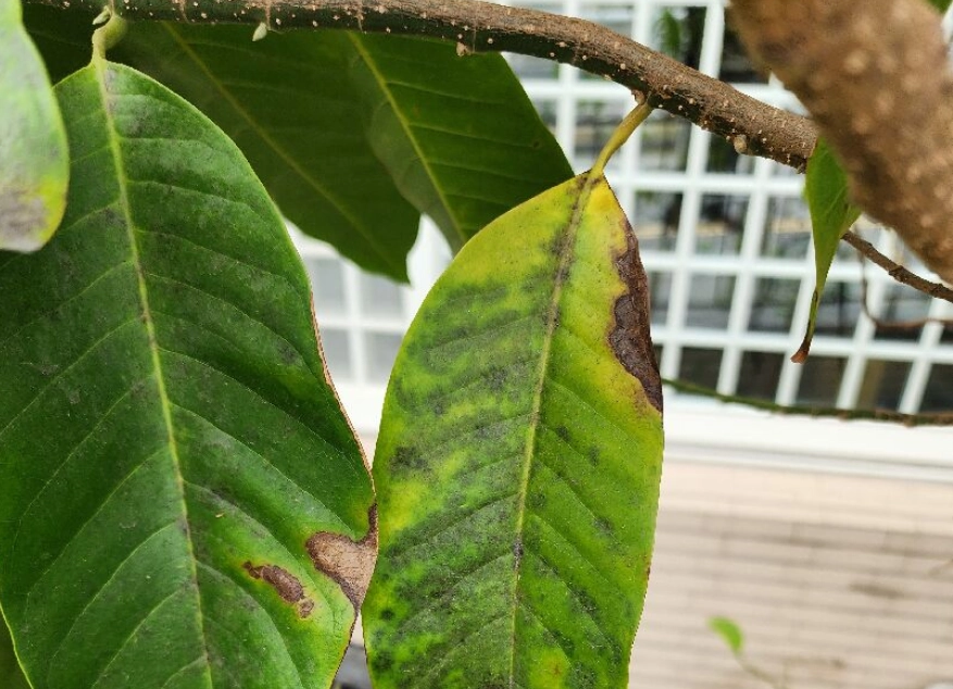 玉蘭花種植 玉蘭花種植