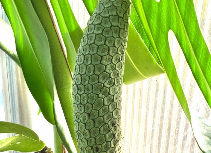 龜背芋果實 可以吃嗎 龜背芋果實 可以吃嗎