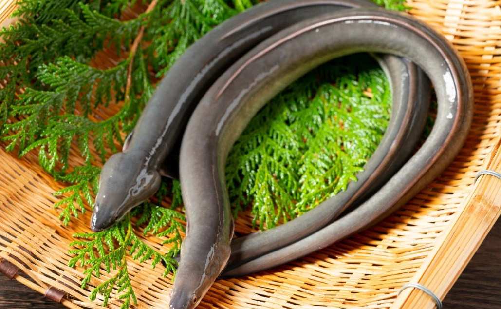 鰻魚 夢 心理學