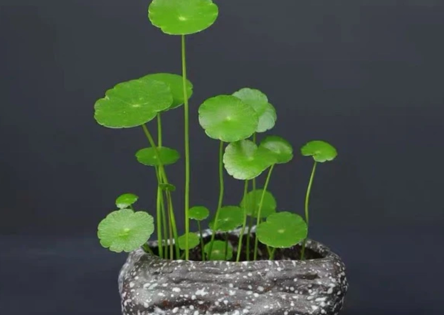 金錢草 銅錢草 差別