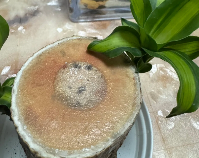 室內植物病害 室內植物病害