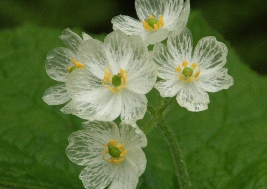透明葉植物 透明葉植物