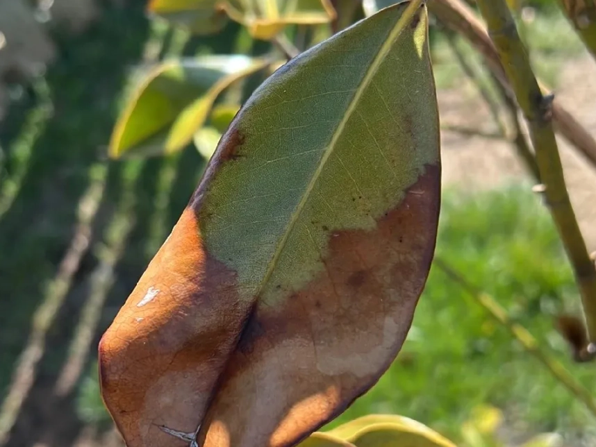 玉蘭花 枯葉 原因 玉蘭花 枯葉 原因