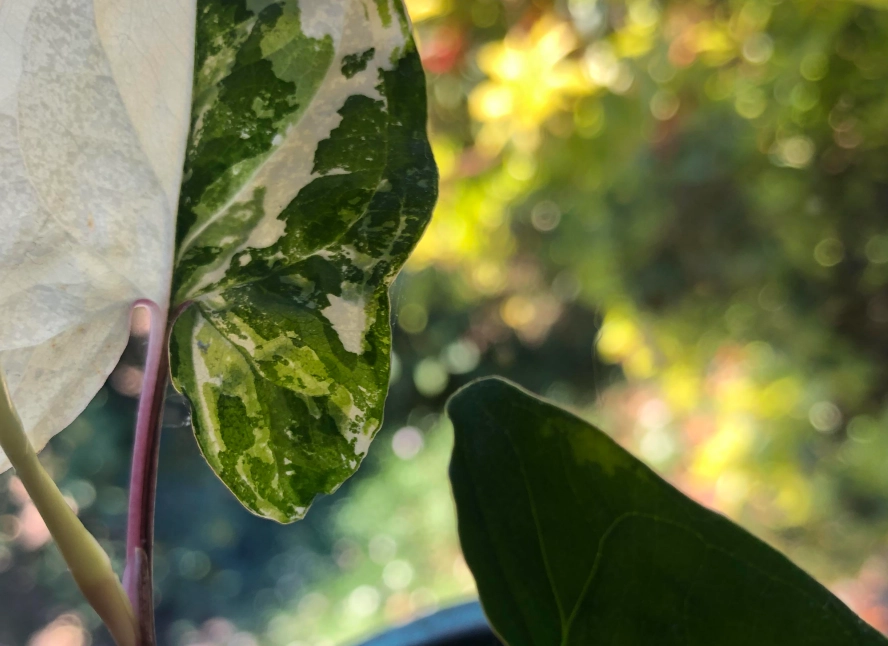 葉子變透明植物 葉子變透明植物