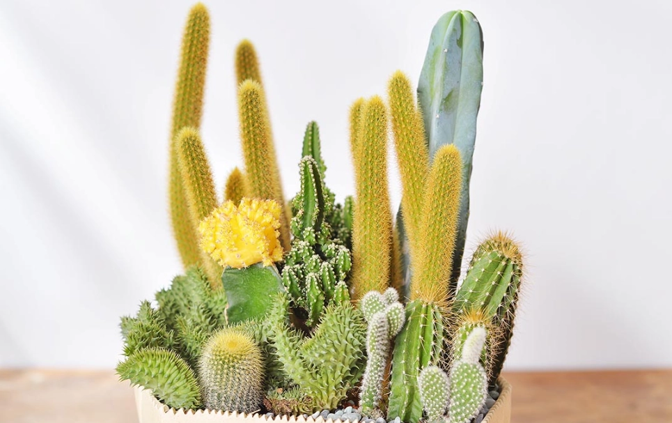 仙人掌 澆水 仙人掌 澆水