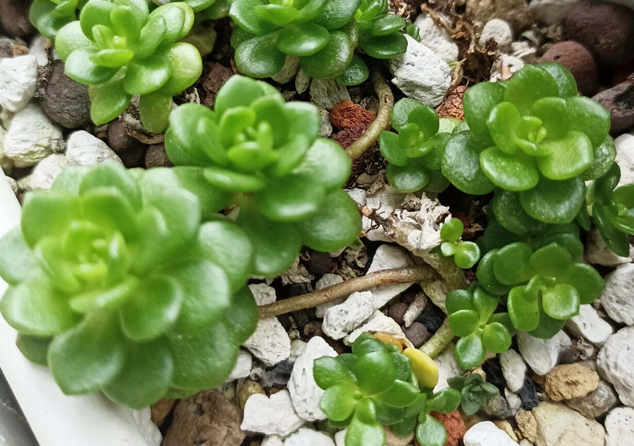多肉植物養護 多肉植物養護