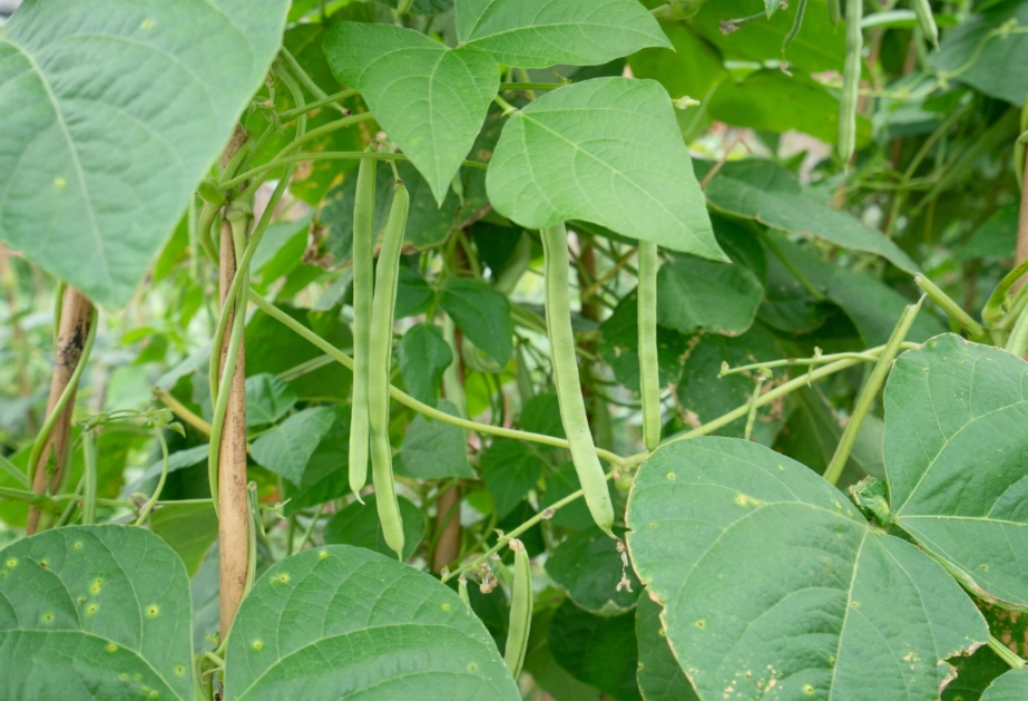 四季豆收成時間