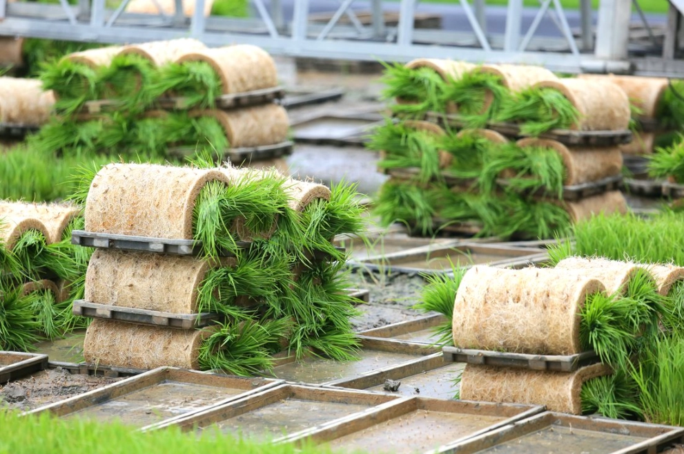 秧苗管理技巧 秧苗管理技巧