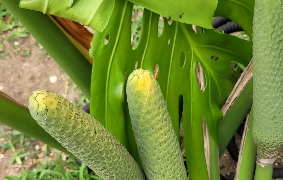 龜背芋果實 毒性 龜背芋果實 毒性
