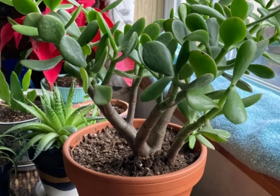 玉樹多肉 常見問題