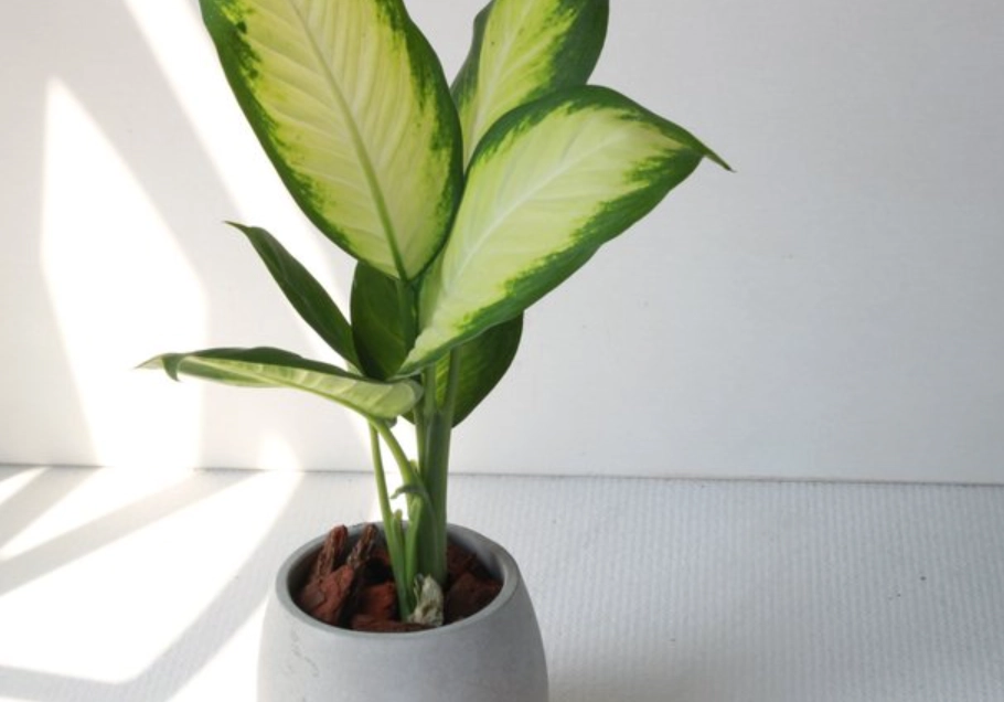 瑪莉安黛粉葉照顧