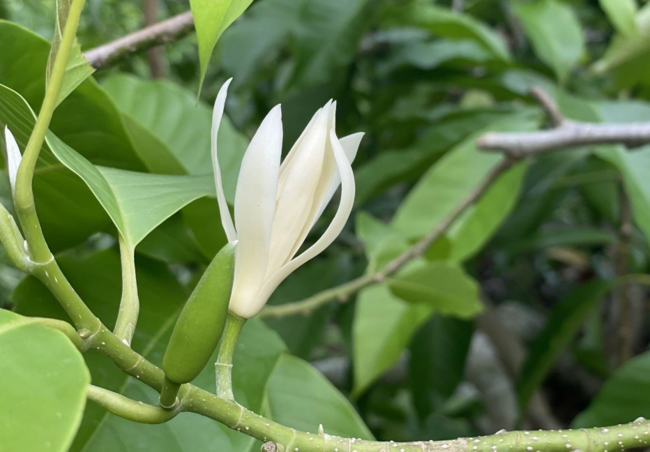 玉蘭花不開花原因 玉蘭花不開花原因