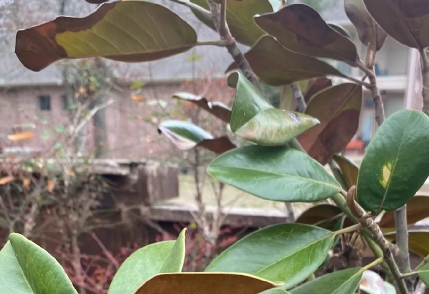 玉蘭花 葉子枯黃 玉蘭花 葉子枯黃