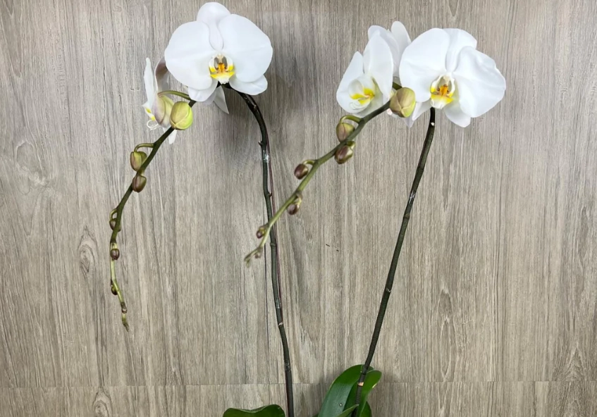 蘭花白病蟲害防治