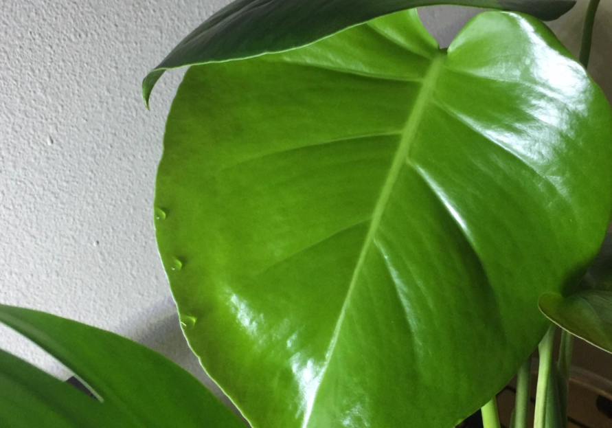 龜背芋 葉尖 滴水 龜背芋 葉尖 滴水