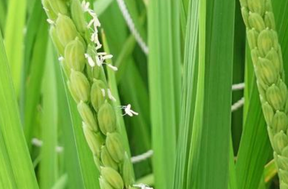 稻作抽穗時間 稻作抽穗時間