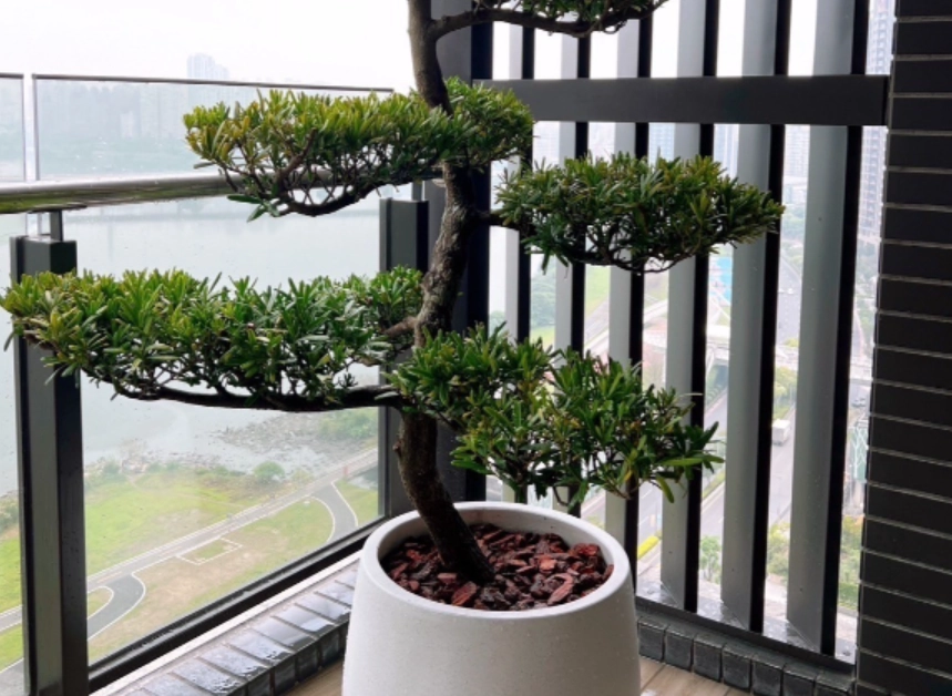 羅漢松修剪 羅漢松修剪