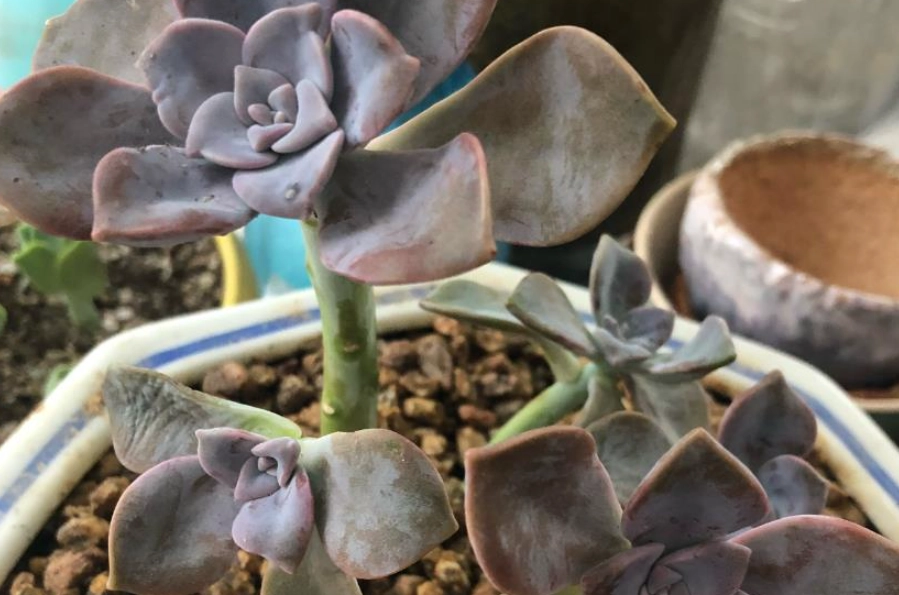 多肉养护 多肉养护