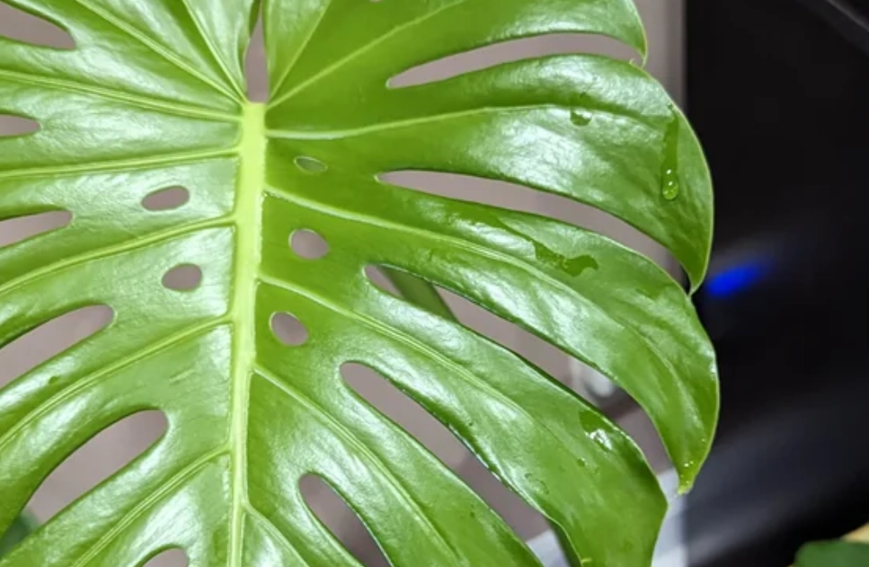 龜背芋 葉尖 滴水 龜背芋 葉尖 滴水