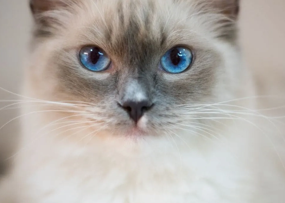 新手養貓 新手養貓