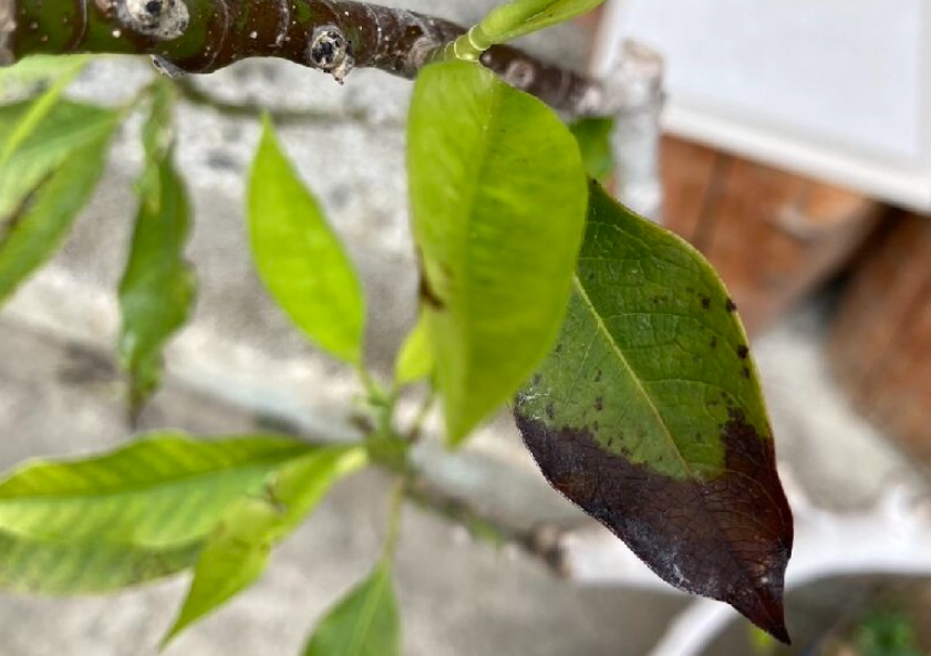玉蘭花 枯葉 原因 玉蘭花 枯葉 原因