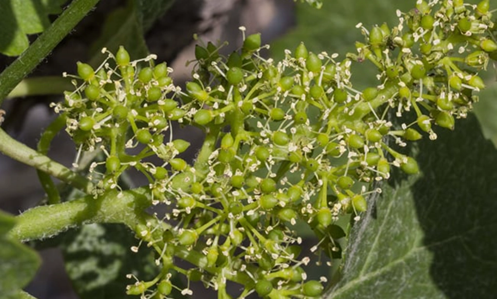 葡萄花期管理 葡萄花期管理