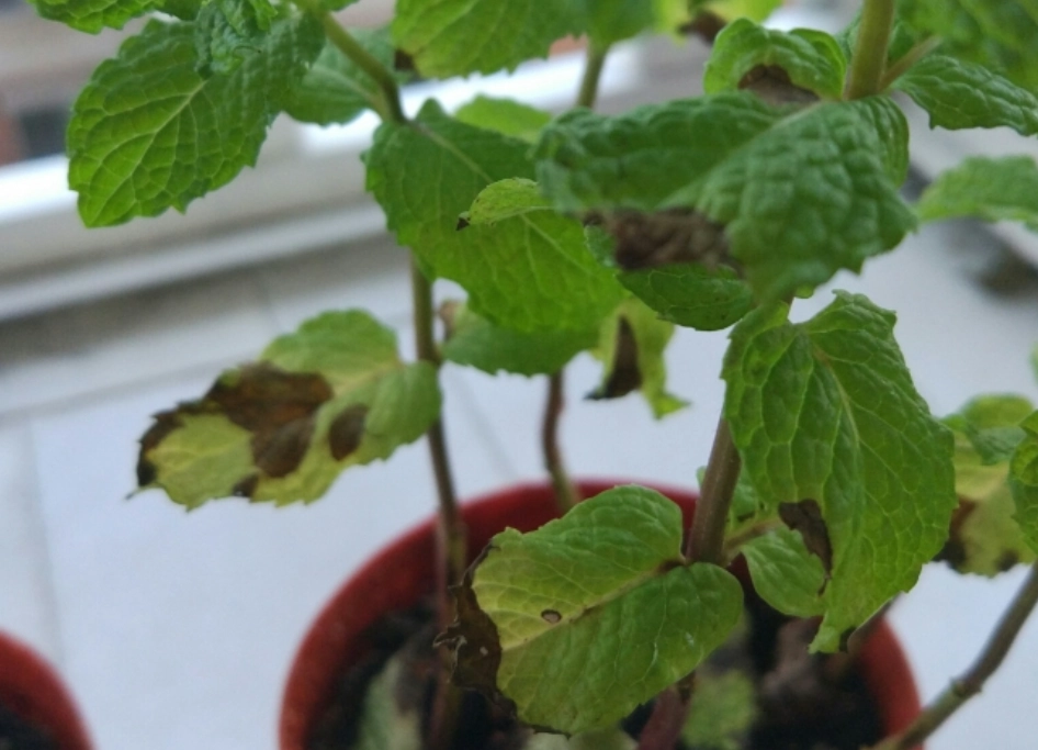 薄荷黑葉原因 薄荷黑葉原因