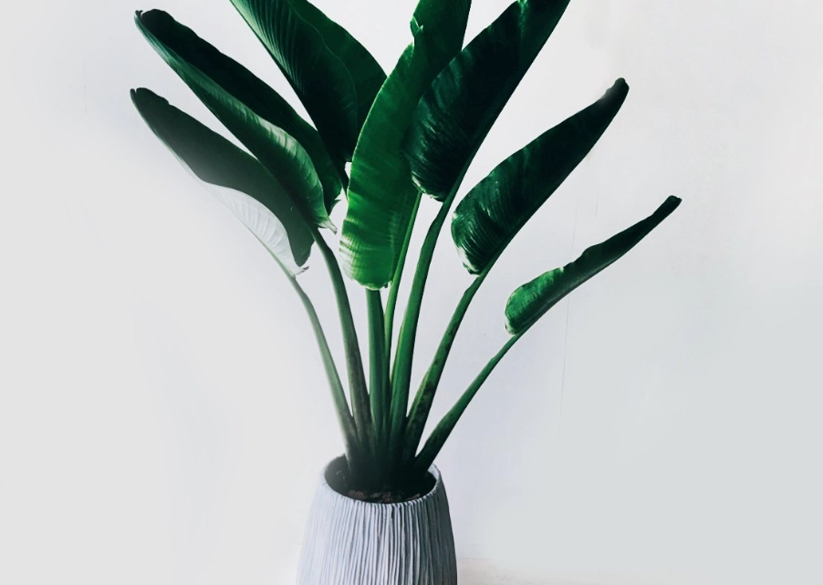 旅人蕉 台北 旅人蕉 台北