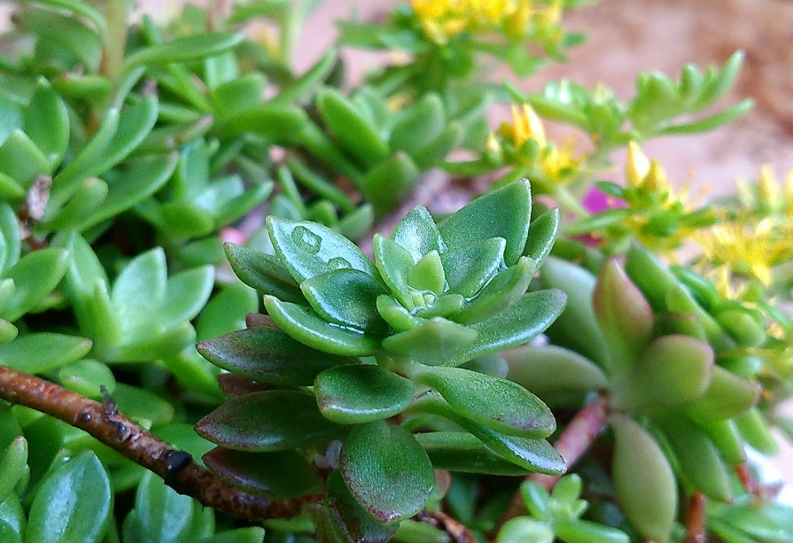 多肉植物澆水 多肉植物澆水