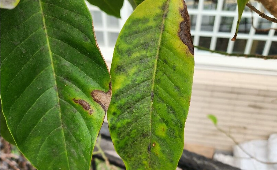 玉蘭花 葉子枯黃 玉蘭花 葉子枯黃