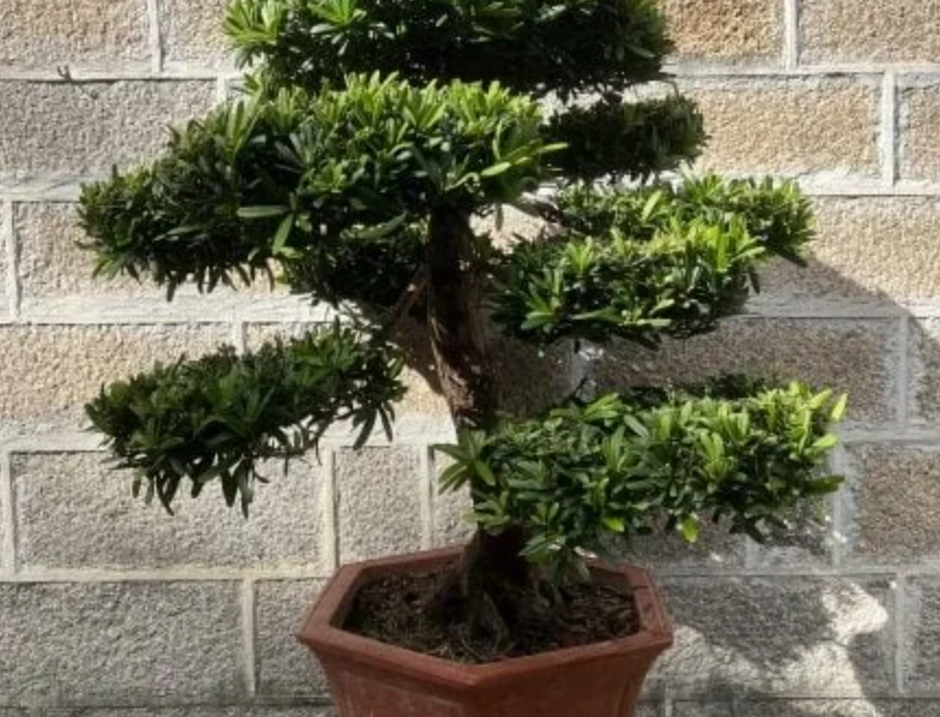 盆栽矮化 盆栽矮化