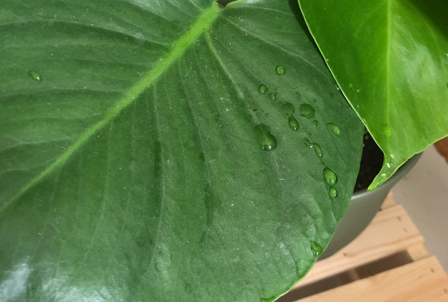 龜背芋 吐水 龜背芋 吐水