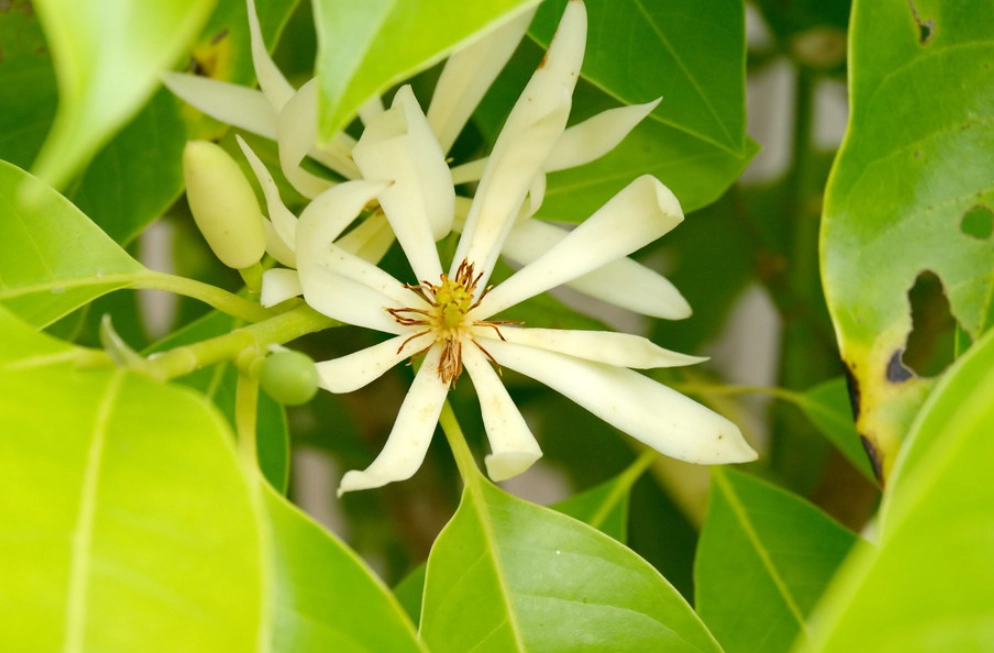 玉蘭花開花季節 玉蘭花開花季節