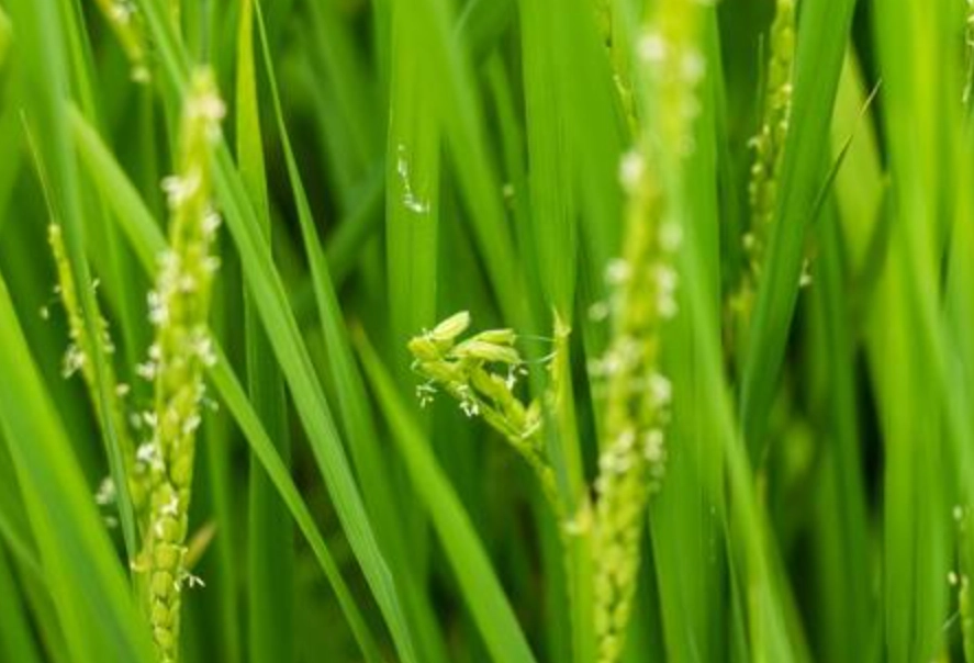 水稻抽穗期管理 水稻抽穗期管理
