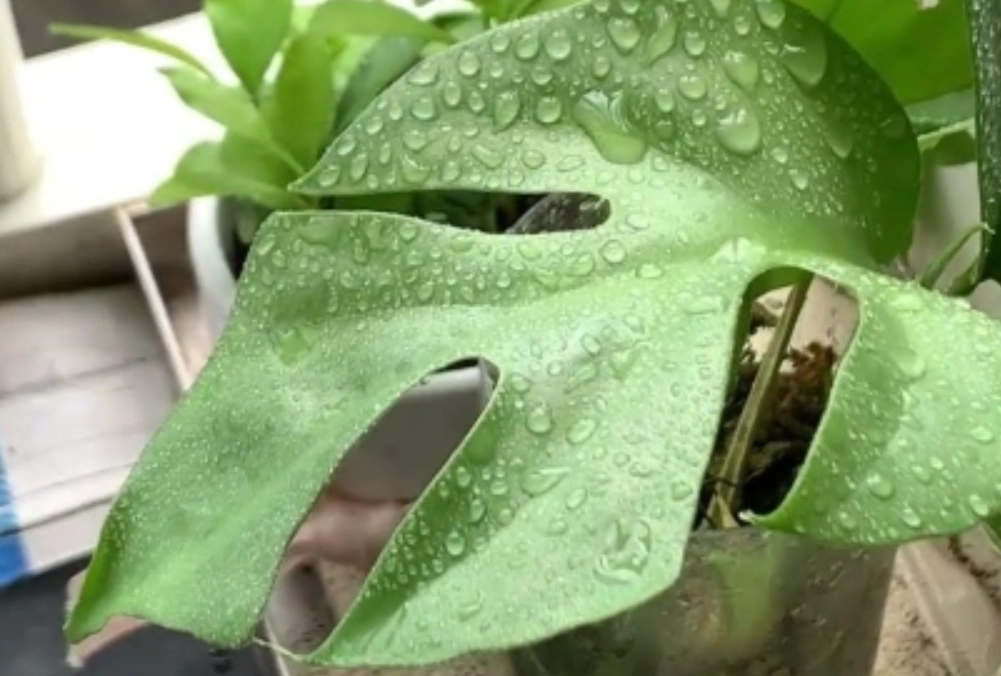 龜背芋 葉子 出水