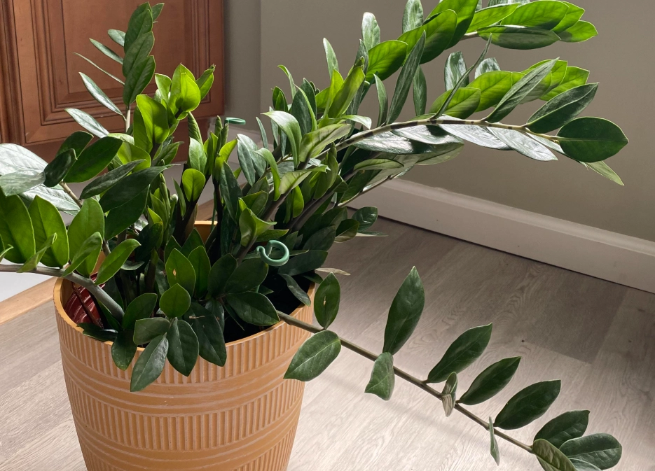 金錢樹歪斜 金錢樹歪斜