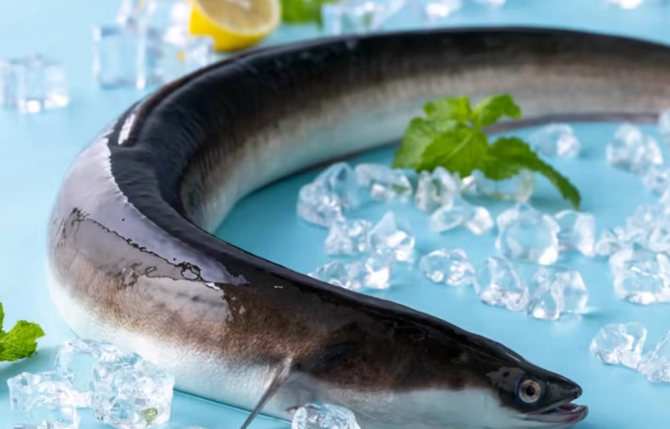 鰻魚 夢 心理學