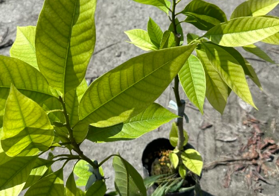 玉蘭花黃葉原因 玉蘭花黃葉原因